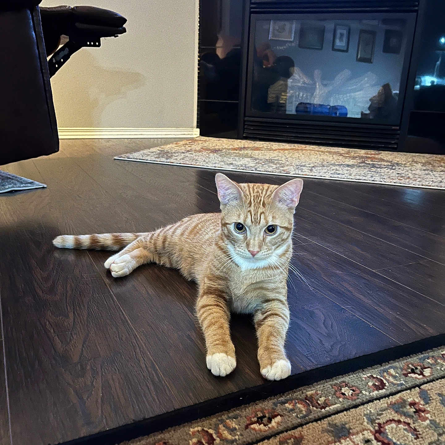 Harleywinstonchadek is registered to the contest to win money with this photo: alert, animal, cat, cozy, curious, domestic_cat, fireplace, floor, furniture, home, household, indoor, living_room, orange_tabby, pet, reflection, relaxing, resting, rug, wooden_floor