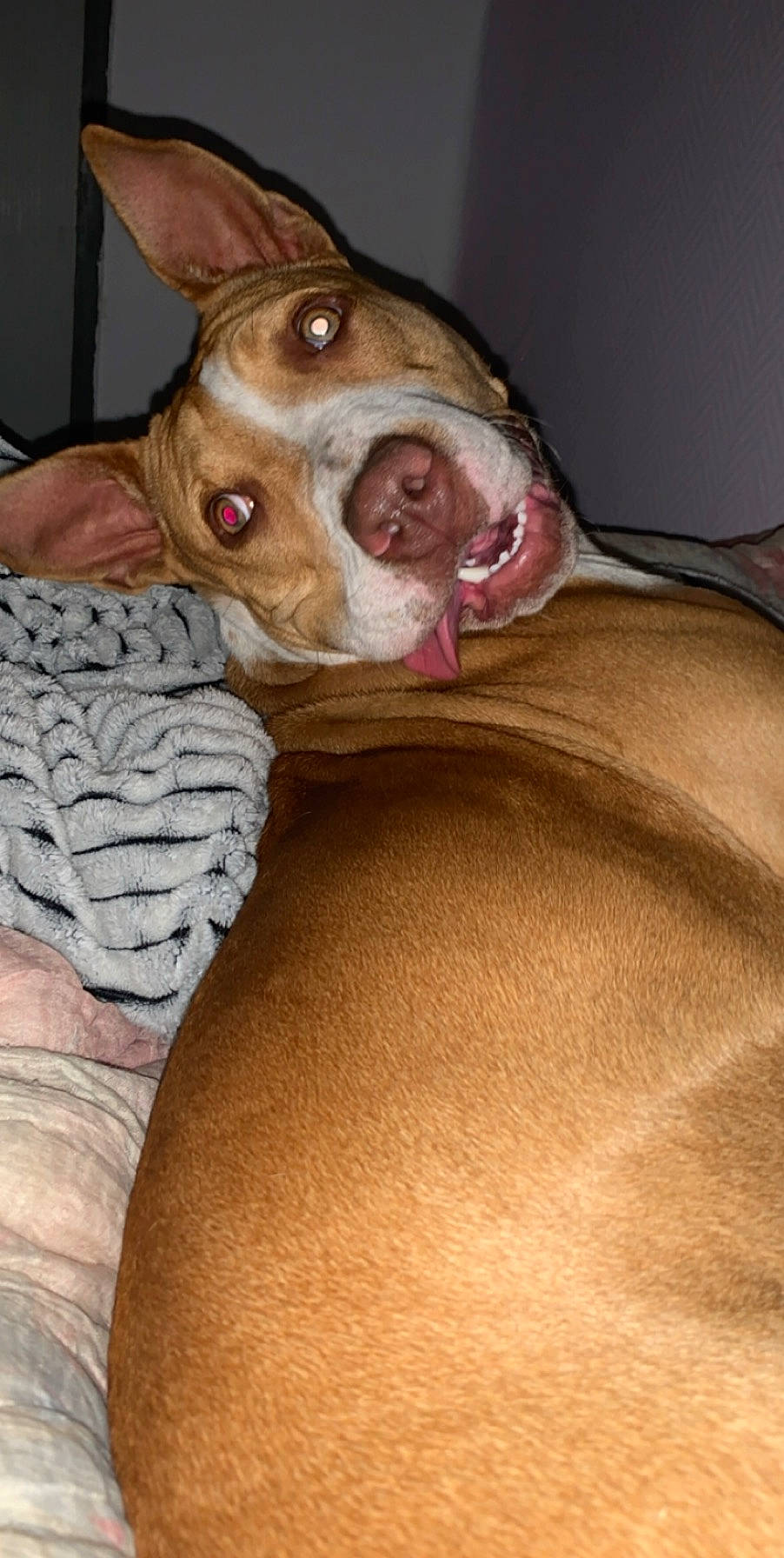 Pumba a rejoint le concours — aidez-le/la à gagner de superbes lots ! american_pit_bull_terrier, canidae, carnivore, dog, dog_breed, ear, fawn, hunting_dog, leg, mammal, mouth, muscle, non_sporting_group, pharaoh_hound, pit_bull, snout, sporting_group