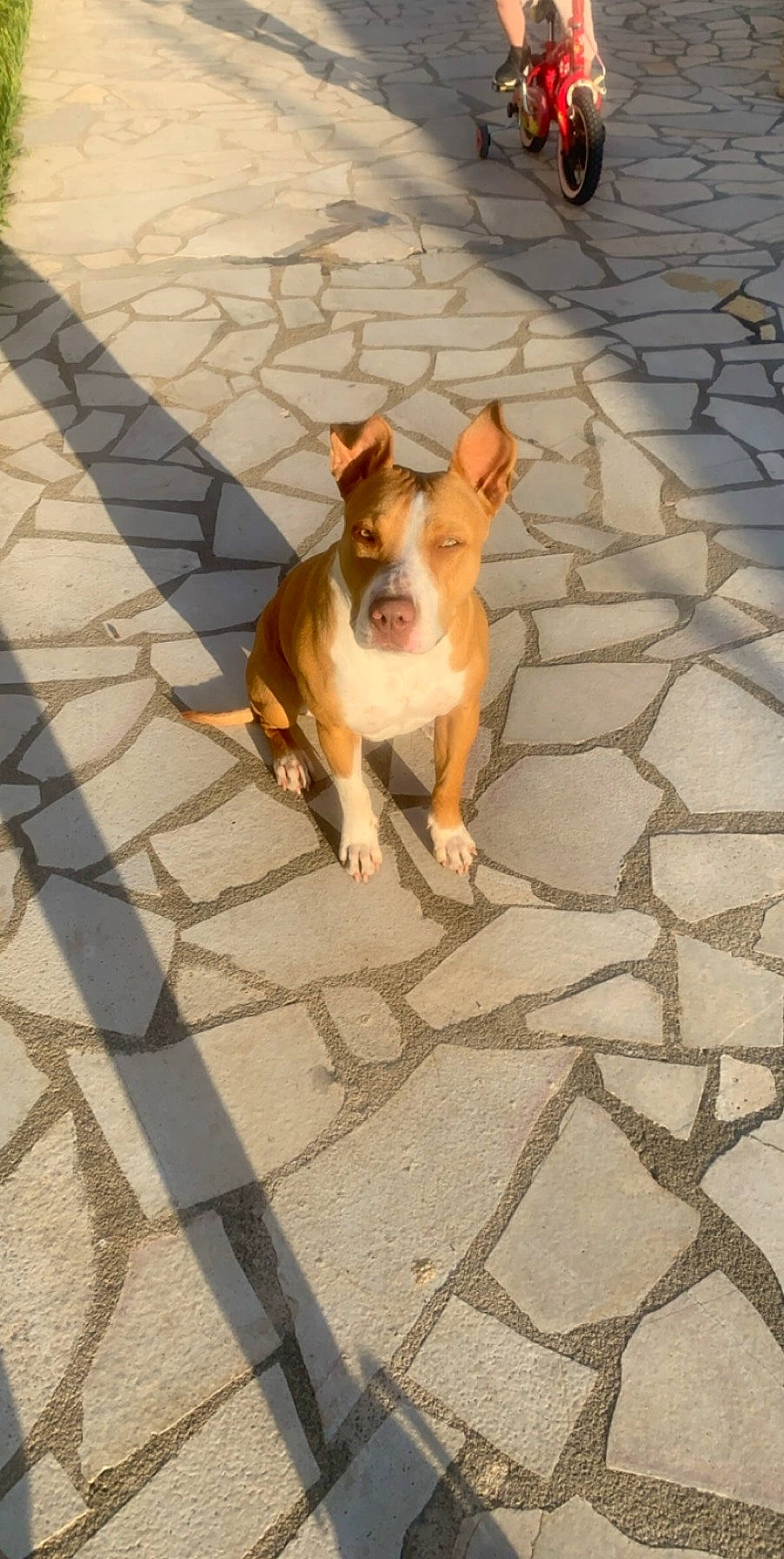 Pumba participe au concours pour gagner de l'argent avec cette photo : american_pit_bull_terrier, american_staffordshire_terrier, bull_terrier, canidae, carnivore, companion_dog, dog, dog_breed, fawn, mammal, non_sporting_group, snout, sporting_group, tail, vertebrate