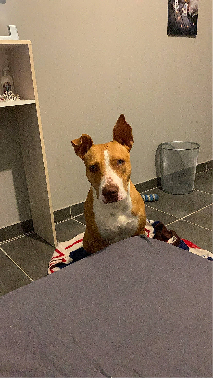 Pumba participe au concours pour gagner de l'argent avec cette photo : american_staffordshire_terrier, canidae, carnivore, companion_dog, dog, dog_breed, fawn, mammal, non_sporting_group, snout