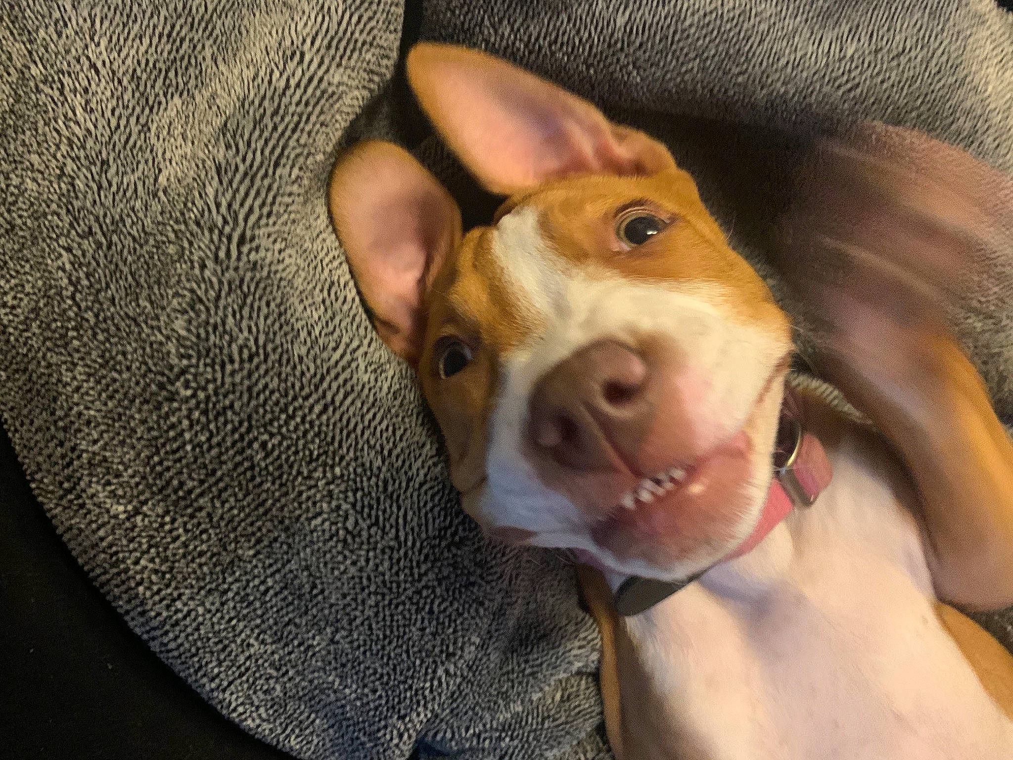 Pumba participe au concours pour gagner de l'argent avec cette photo : basenji, canidae, carnivore, companion_dog, dog, dog_breed, ear, eye, fawn, head, ibizan_hound, mammal, non_sporting_group, nose, organ, puppy_love, rat_terrier, snout, teddy_roosevelt_terrier, vertebrate