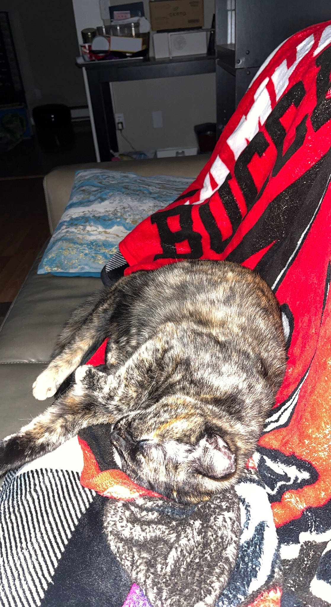 Bell is registered to the contest to win money with this photo: art, canidae, carnivore, cat, claw, dog_breed, domestic_short_haired_cat, fang, felidae, flooring, fur, paw, small_to_medium_sized_cats, snout, sporting_group, tail, terrestrial_animal, whiskers