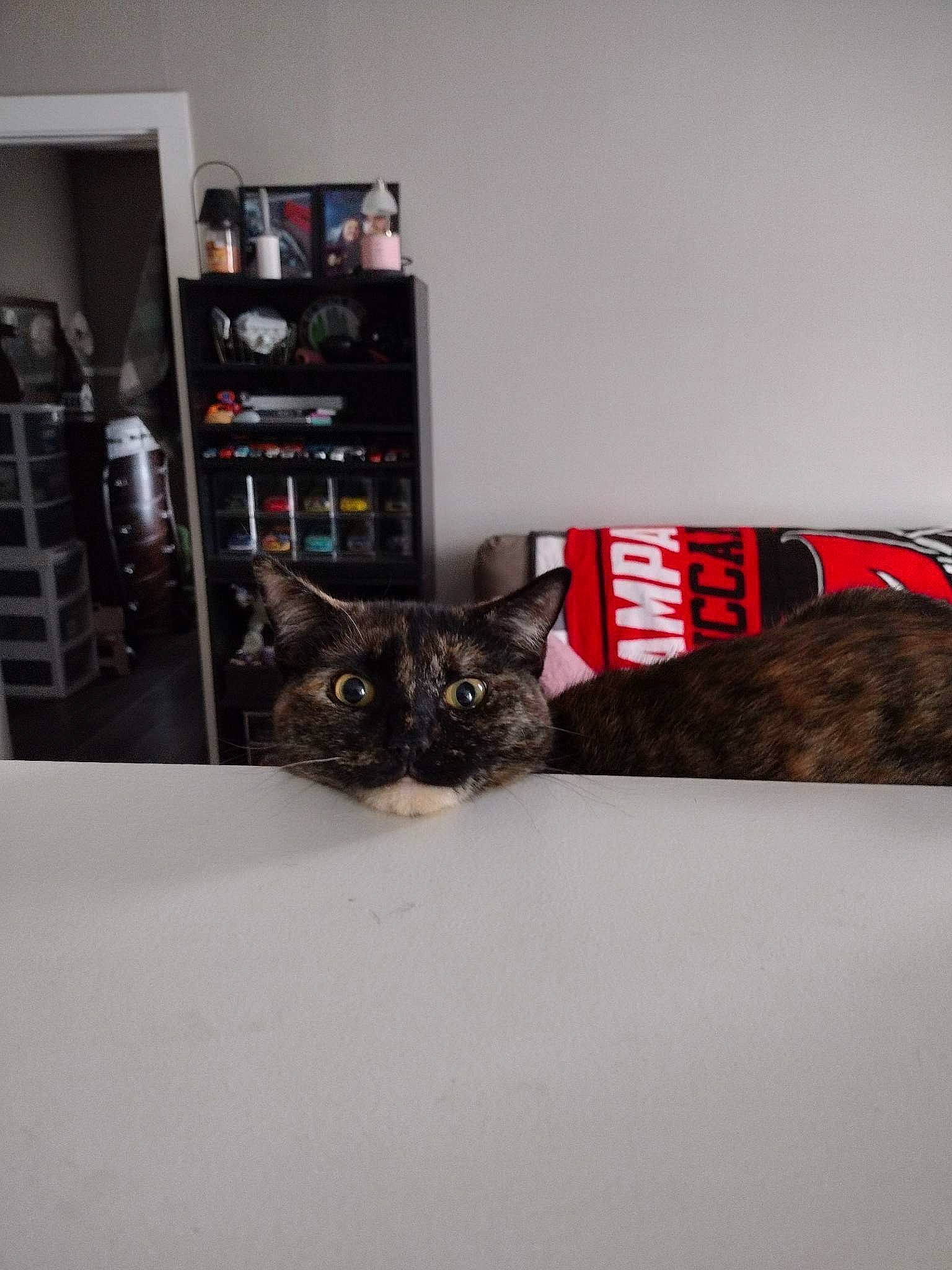 Bell joined the competition — help win amazing prizes! black_cat, bookcase, cabinetry, carnivore, cat, couch, domestic_short_haired_cat, felidae, flooring, fur, grey, picture_frame, room, shelf, shelving, small_to_medium_sized_cats, tail, tree, whiskers, wood