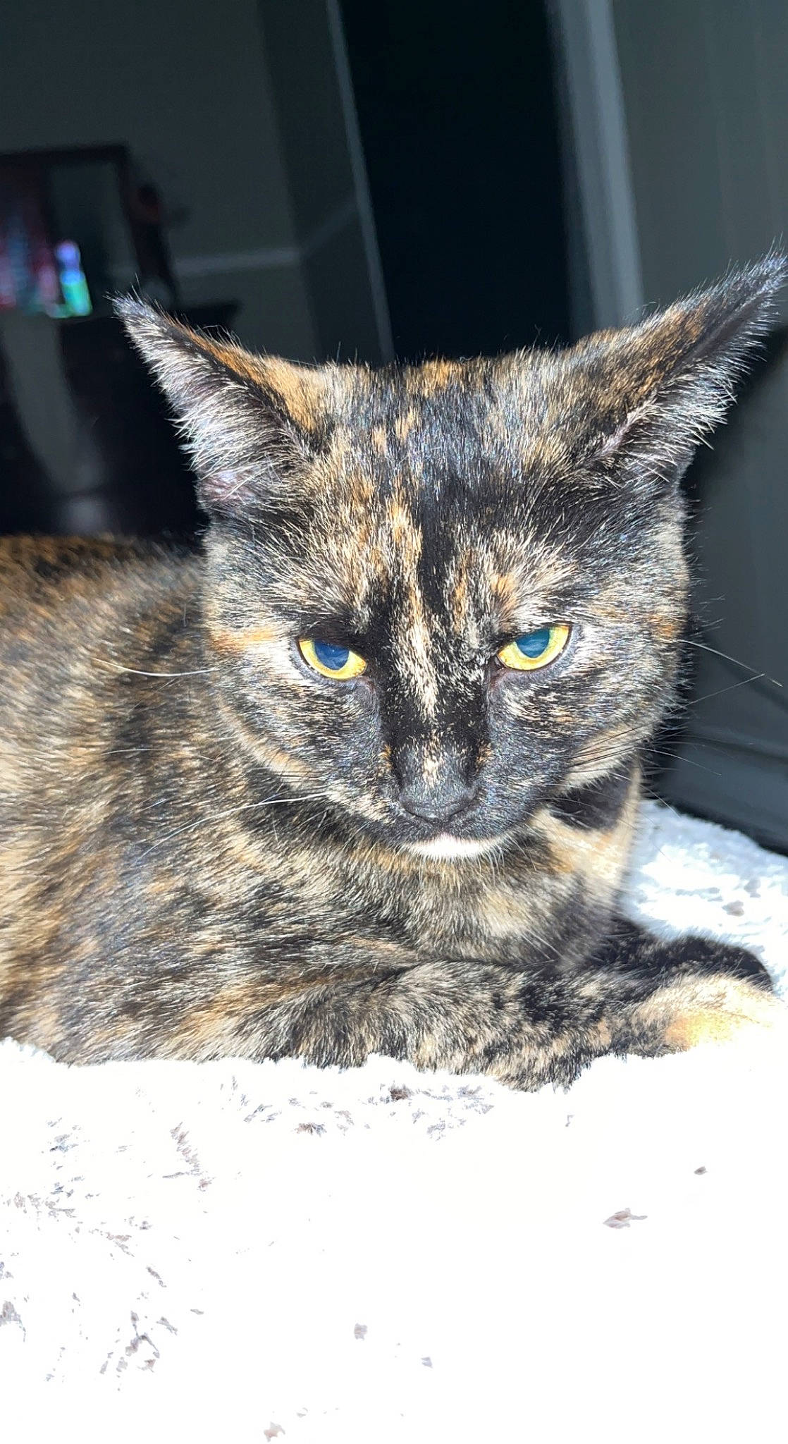 Bell is registered to the contest to win money with this photo: carnivore, cat, claw, domestic_short_haired_cat, felidae, fur, paw, small_to_medium_sized_cats, snout, snow, terrestrial_animal, tree, whiskers, wildlife, window