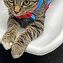 cat, tabby, harness, white_basin, green_eyes, curious, paws, indoor, pet, feline, striped_fur, closeup, resting, cute, animal, domestic_cat, whiskers, relaxed, fur_pattern, playful