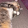 Mit is registered to the contest to win money with this photo: cat, tabby, sleeping, paw, carpet, indoor, pet, fur, whiskers, relaxed, cute, animal, mammal, cozy, resting, pink_paw_pads, striped, domestic_cat, lying_down, soft