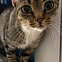 Mit joined the competition — help win amazing prizes! cat, tabby, whiskers, indoor, curious, close_up, pet, animal, feline, eyes, ears, fur, portrait, domestic_cat, cute, standing, window, soft_light, floor, nose