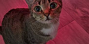 Mit is registered to the contest to win money with this photo: cat, tabby, wide_eyes, wooden_floor, blanket, patterned_blanket, indoor, pet, curious, feline, cozy, pink_light, domestic_animal, whiskers, ears, looking_up, flooring, cute, animal, companion