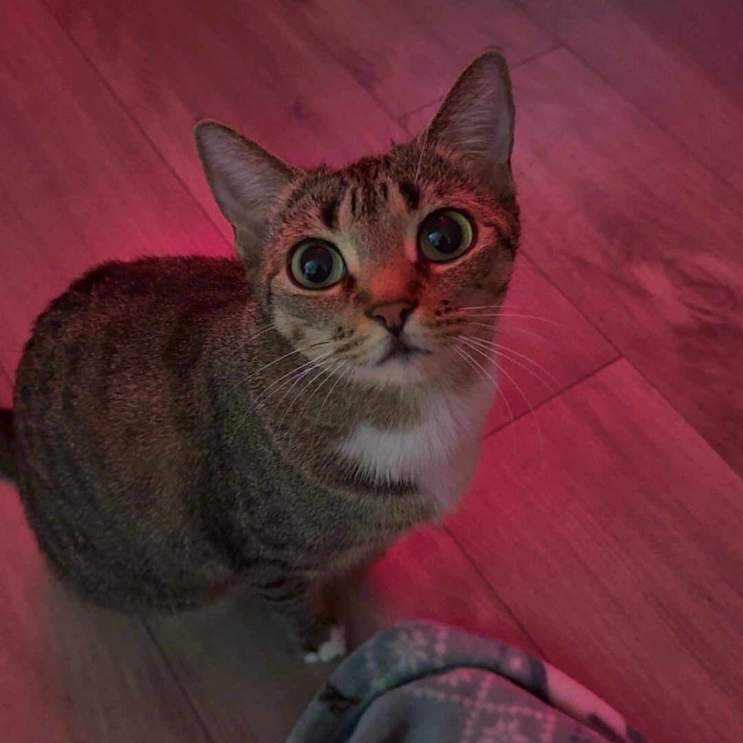 Mit is registered to the contest to win money with this photo: animal, blanket, cat, companion, cozy, curious, cute, domestic_animal, ears, feline, flooring, indoor, looking_up, patterned_blanket, pet, pink_light, tabby, whiskers, wide_eyes, wooden_floor