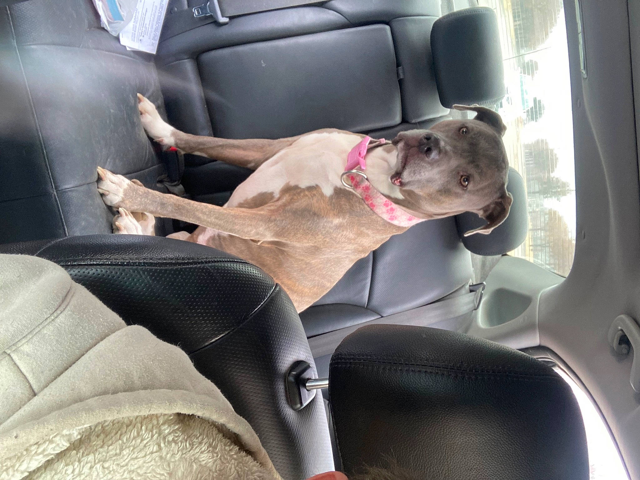 Kyra joined the competition — help win amazing prizes! auto_part, car, car_seat, car_seat_cover, carnivore, collar, comfort, companion_dog, dog, dog_breed, dog_collar, family_car, fawn, head_restraint, motor_vehicle, sporting_group, vehicle, vehicle_door, window, windshield
