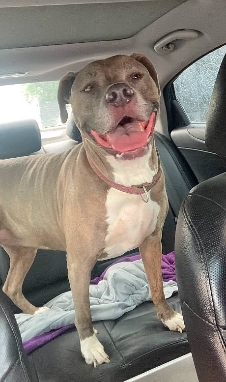 Kyra joined the competition — help win amazing prizes! auto_part, canidae, car, car_seat, carnivore, collar, companion_dog, dog, dog_breed, dog_collar, family_car, fawn, liver, snout, sporting_group, vehicle, whiskers, window, working_animal, wrinkle