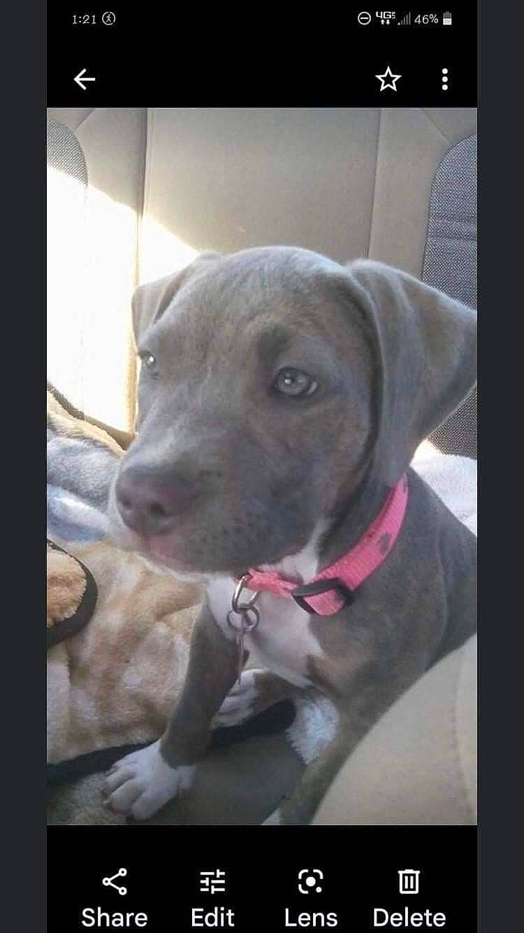 Kyra joined the competition — help win amazing prizes! carnivore, collar, companion_dog, dog, dog_breed, dog_collar, fur, liver, metal, pet_supply, photo_caption, snout, square, whiskers, window, working_animal