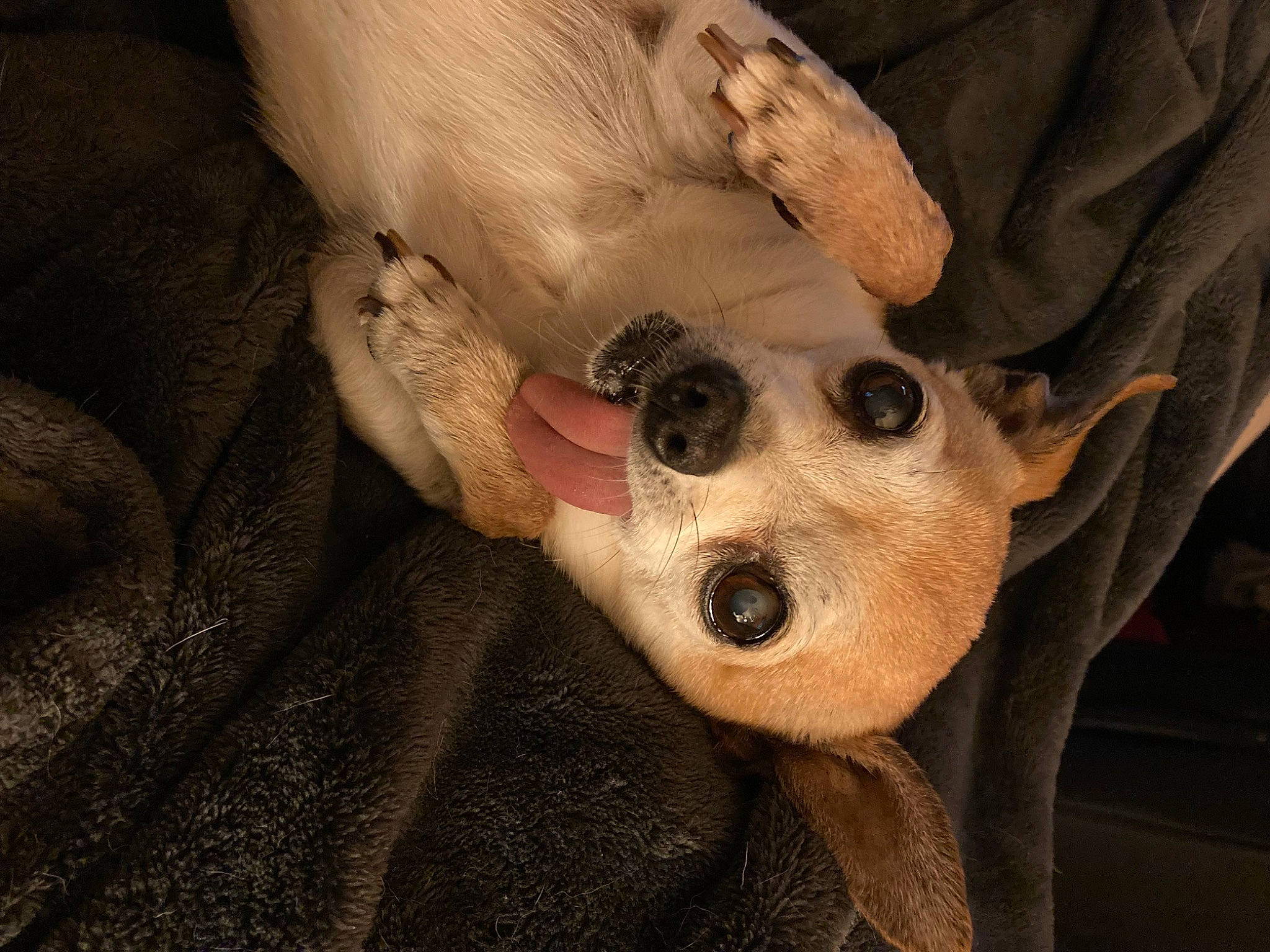 Isaboo joined the competition — help win amazing prizes! canidae, carnivore, comfort, companion_dog, dog, dog_breed, ear, fawn, fur, gesture, nail, non_sporting_group, paw, puppy, snout, sporting_group, toy_dog, whiskers, working_animal, wrist