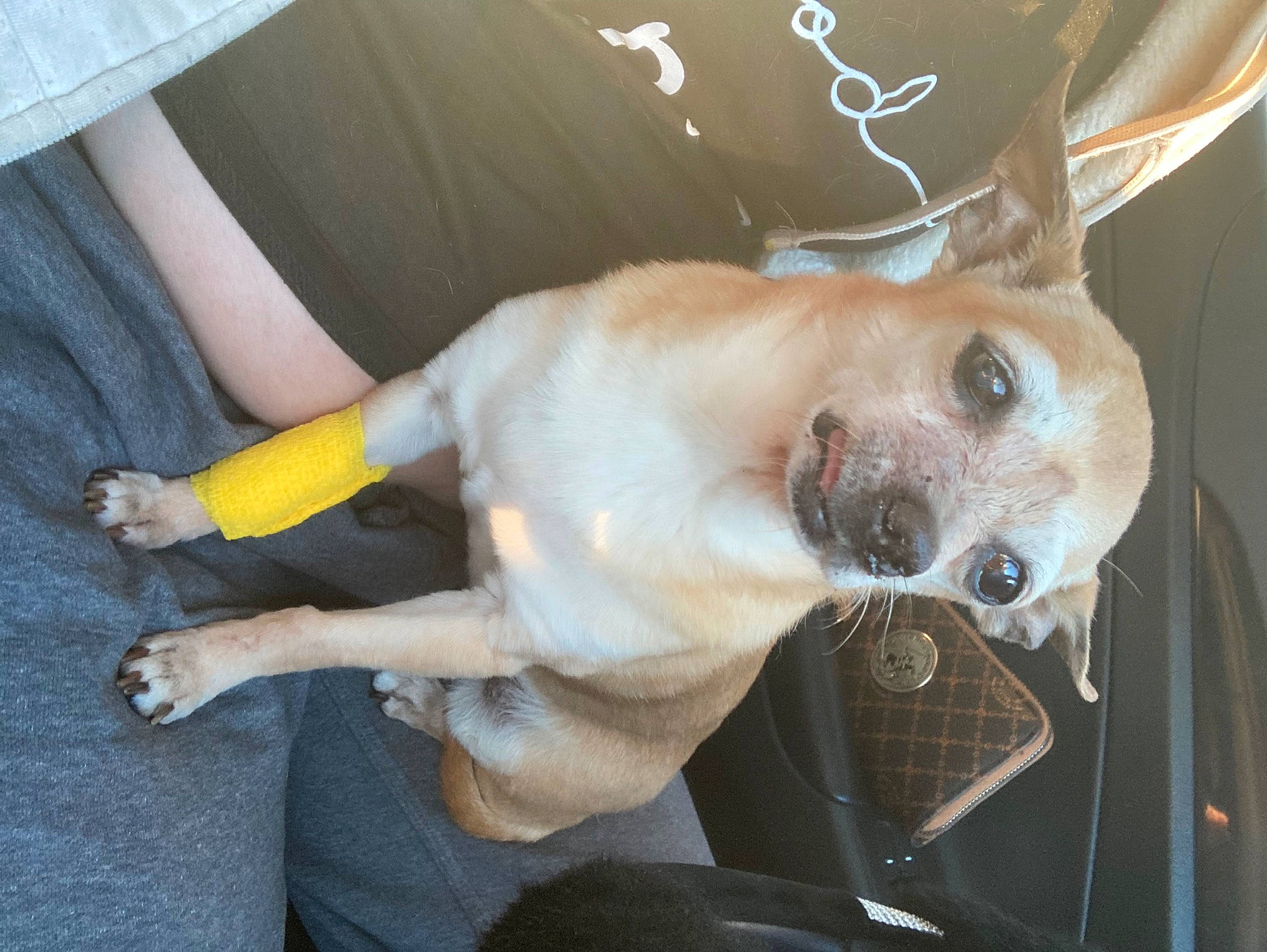 Isaboo joined the competition — help win amazing prizes! canidae, carnivore, collar, companion_dog, dog, dog_breed, ear, fawn, fur, non_sporting_group, paw, snout, sporting_group, tail, toy_dog, whiskers, working_animal