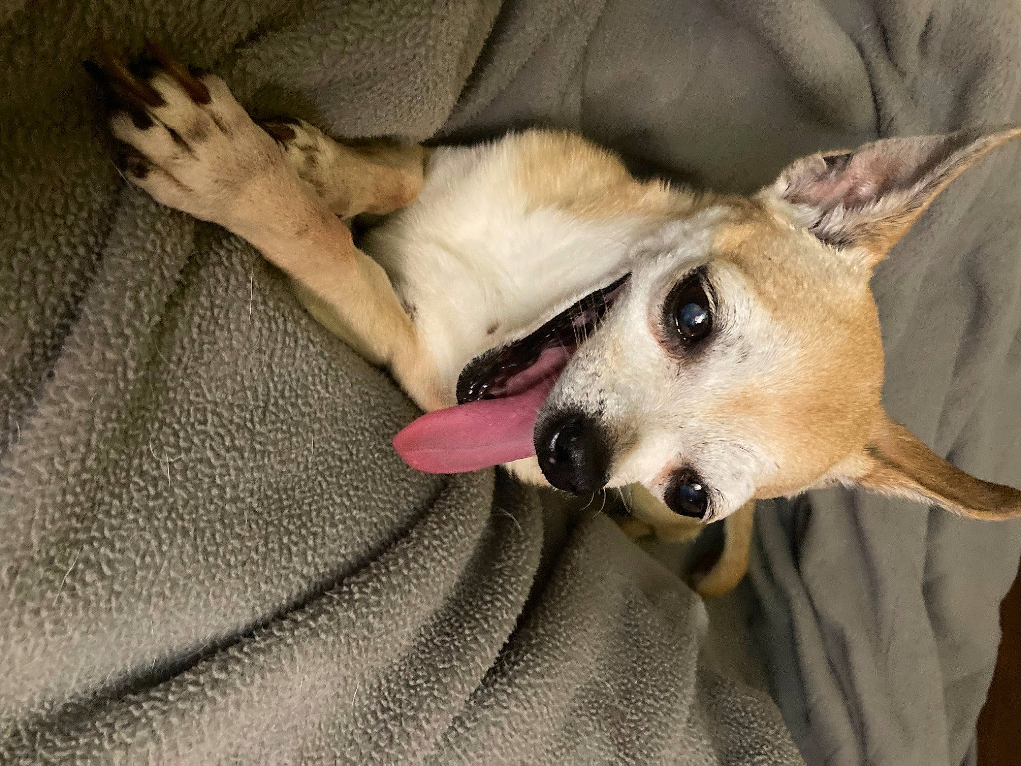 Isaboo joined the competition — help win amazing prizes! bored, canidae, carnivore, comfort, companion_dog, dog, dog_breed, ear, fawn, fur, jaw, nap, non_sporting_group, paw, snout, sporting_group, terrestrial_animal, whiskers, wildlife, working_animal