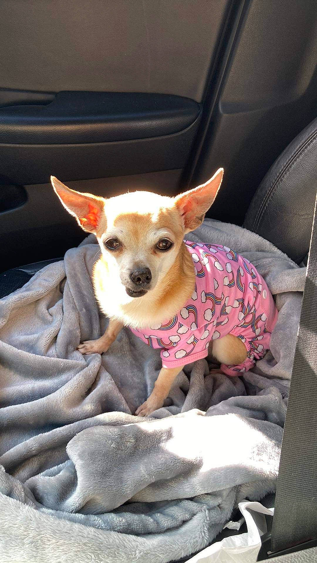 Isaboo is registered to the contest to win money with this photo: canidae, carnivore, chihuahua, collar, comfort, companion_dog, corgi_chihuahua, dog, dog_breed, dog_supply, ear, fawn, fur, russkiy_toy, sitting, snout, sporting_group, toy_dog, whiskers, working_animal