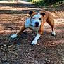Eva a rejoint le concours — aidez-le/la à gagner de superbes lots ! animal, brown, canine, daylight, dirt_path, dog, ears, forest, greenery, house, leaf, mammal, nature, outdoor, pet, playful, stretching, sunlight, tree, white