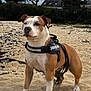 animal, beach, brown_and_white, canine, cloudy, daytime, dog, harness, leash, nature, outdoor, pet, quiet, residential, sand, sky, standing, stick, trees, walking