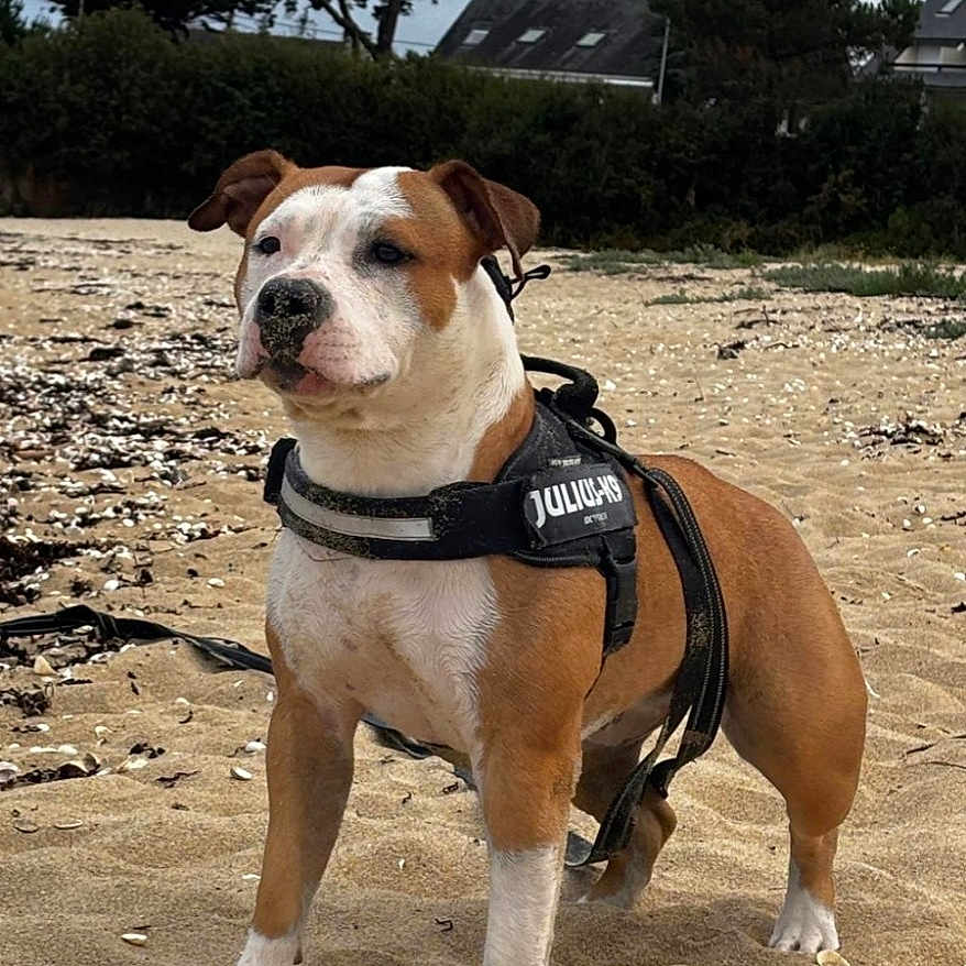 Eva a rejoint le concours — aidez-le/la à gagner de superbes lots ! animal, beach, brown_and_white, canine, cloudy, daytime, dog, harness, leash, nature, outdoor, pet, quiet, residential, sand, sky, standing, stick, trees, walking