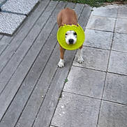 Eva a rejoint le concours — aidez-le/la à gagner de superbes lots ! animal, blurred, brown_dog, collar, cone_collar, cute, daylight, dog, funny, garden, grass, nature, outdoor, pet, playful, standing, tiles, white_paws, wooden_deck, yard