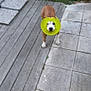 animal, blurred, brown_dog, collar, cone_collar, cute, daylight, dog, funny, garden, grass, nature, outdoor, pet, playful, standing, tiles, white_paws, wooden_deck, yard