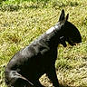 dog, black_dog, sitting, grass, outdoor, nature, sunlight, pet, canine, animal, collar, tongue, quiet, calm, field, daylight, side_view, muzzle, ears, shadow