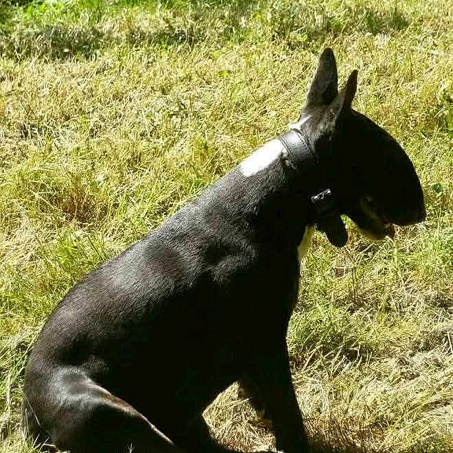 Haka a rejoint le concours — aidez-le/la à gagner de superbes lots ! dog, black_dog, sitting, grass, outdoor, nature, sunlight, pet, canine, animal, collar, tongue, quiet, calm, field, daylight, side_view, muzzle, ears, shadow