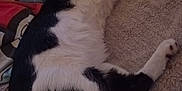 Astarion joined the competition — help win amazing prizes! cat, black_and_white, sleeping, lying_down, cozy, blanket, fur, indoor, relaxed, paw, pet, animal, mammal, cute, resting, soft, bed, domestic, feline, comfy
