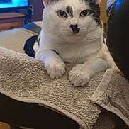 Astarion is registered to the contest to win money with this photo: cat, indoor, towel, chair, furniture, pet, white, black, relaxed, animal, mammal, domestic, fur, paw, eyes, ears, resting, home, cozy, looking