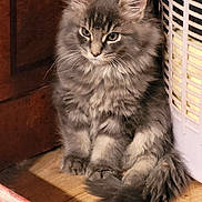 Voyou participe au concours pour gagner de l'argent avec cette photo : abyssinian, angora, animal, cat, curtain, den, hardwood, homedecor, indoors, kitten, manx, pet, plywood, siamese, slate, windowshade, wood