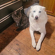 Caline Et Voyou participe au concours pour gagner de l'argent avec cette photo : animal, blue_eyes, cabinet, cat, companion, cozy, cute, dog, domestic, floor, fluffy, furniture, gray_cat, household, indoor, mammal, pet, resting, white_dog, wooden_floor