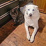 animal, blue_eyes, cabinet, cat, companion, cozy, cute, dog, domestic, floor, fluffy, furniture, gray_cat, household, indoor, mammal, pet, resting, white_dog, wooden_floor