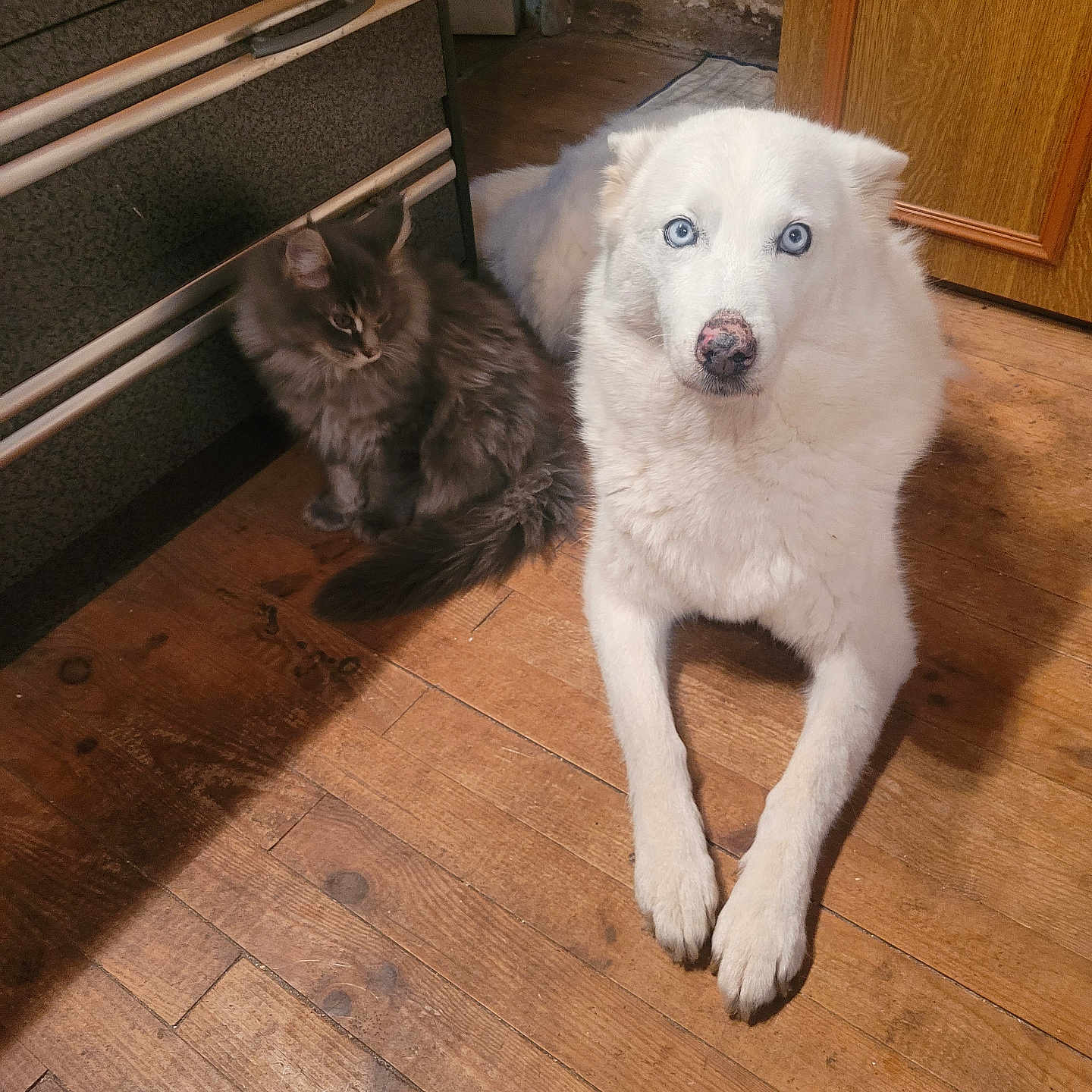 Caline Et Voyou participe au concours pour gagner de l'argent avec cette photo : animal, blue_eyes, cabinet, cat, companion, cozy, cute, dog, domestic, floor, fluffy, furniture, gray_cat, household, indoor, mammal, pet, resting, white_dog, wooden_floor