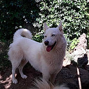Kaline a rejoint le concours — aidez-le/la à gagner de superbes lots ! animal, bodypart, canine, collie, dog, eskimodog, flagstone, fox, husky, mouth, path, person, pet, puppy, slate, soil, tongue, walkway, whitedog