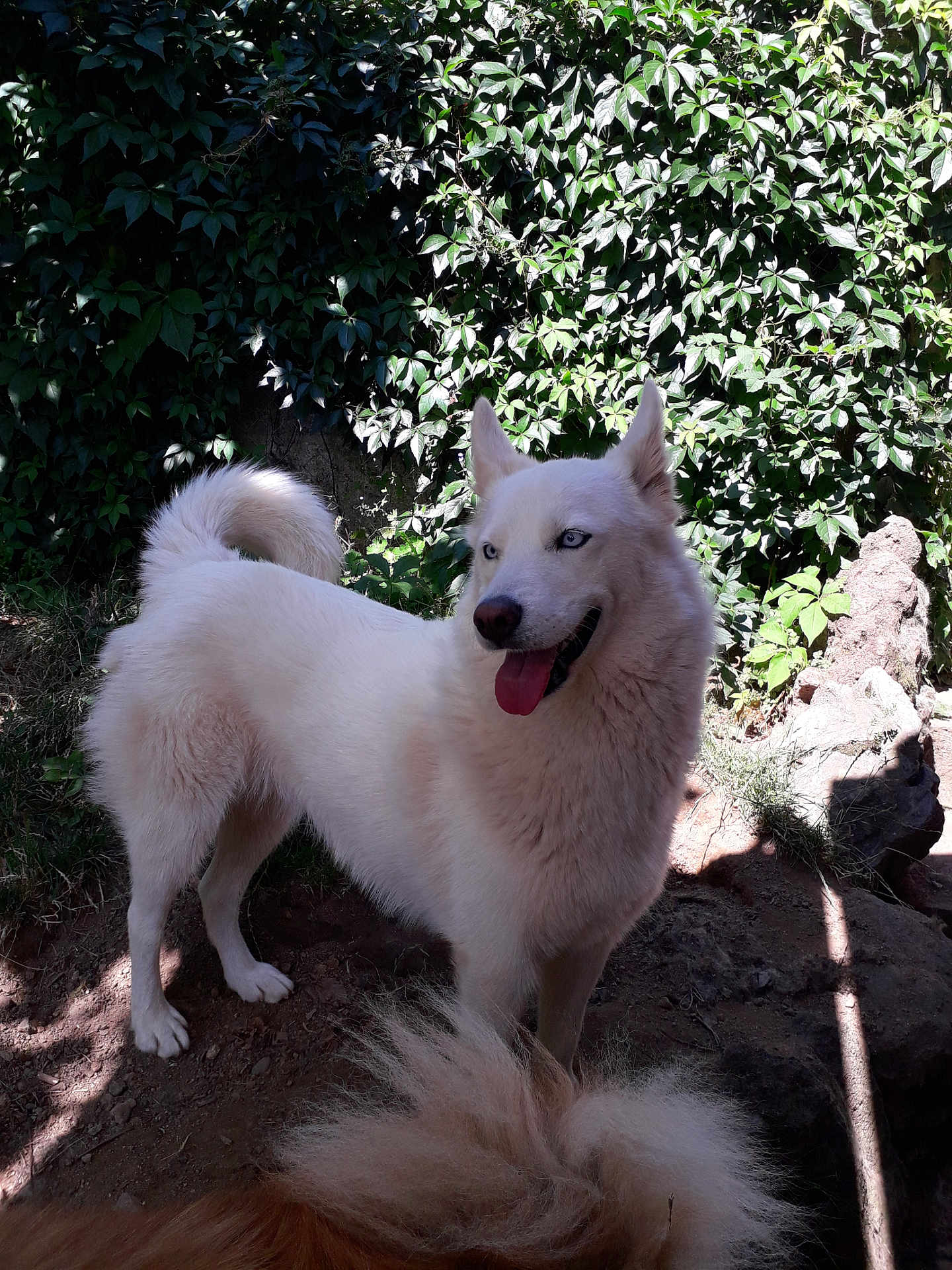 Kaline