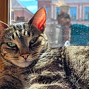 Théa a rejoint le concours — aidez-le/la à gagner de superbes lots ! cat, tabby, close_up, sunlight, window, indoor, pet, feline, relaxed, fur, whiskers, ears, green_eyes, nose, face, animal, domestic, daylight, blurred_background, resting