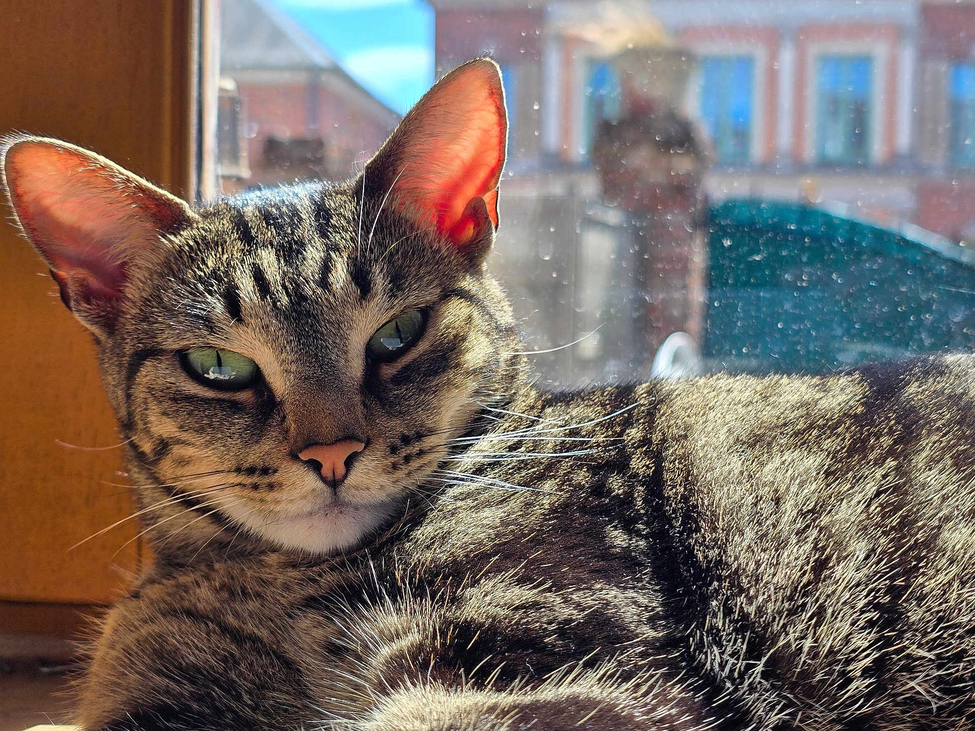 Théa a rejoint le concours — aidez-le/la à gagner de superbes lots ! cat, tabby, close_up, sunlight, window, indoor, pet, feline, relaxed, fur, whiskers, ears, green_eyes, nose, face, animal, domestic, daylight, blurred_background, resting