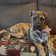 Talula joined the competition — help win amazing prizes! dog, brindle, collar, couch, blanket, indoor, pet, animal, relaxed, paw, fur, looking, brown, gray, comfort, resting, canine, domestic, mammal, seat