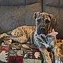 dog, brindle, collar, couch, blanket, indoor, pet, animal, relaxed, paw, fur, looking, brown, gray, comfort, resting, canine, domestic, mammal, seat