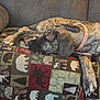 Talula is registered to the contest to win money with this photo: dog, puppy, brindle, collar, pink_collar, couch, blanket, patterned_blanket, animal, pet, resting, indoor, fur, paw, relaxed, sleepy, canine, mammal, home, furniture