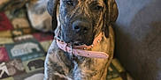Talula joined the competition — help win amazing prizes! dog, brindle, collar, pink_collar, couch, blanket, patterned_blanket, indoor, pet, canine, relaxed, laying_down, furniture, cozy, home, animal, mammal, portrait, looking_at_camera, resting