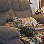 Talula is registered to the contest to win money with this photo: dog, sleeping, couch, blanket, indoor, resting, pets, cozy, fur, animal, relaxing, brown_dog, brindle_dog, living_room, furniture, collar, nap, domestic_animal, companions, quiet