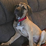 Zenobia joined the competition — help win amazing prizes! dog, brown_couch, red_collar, indoor, pet, canine, resting, fur, paw, animal, comfort, relaxed, home, furniture, looking_away, seated, mammal, companion, domestic, portrait