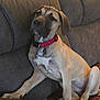 dog, brown_couch, red_collar, indoor, pet, canine, resting, fur, paw, animal, comfort, relaxed, home, furniture, looking_away, seated, mammal, companion, domestic, portrait