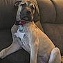 Zenobia is registered to the contest to win money with this photo: dog, puppy, brown_couch, red_collar, indoor, pet, canine, seated, looking_away, relaxed, furniture, home, animal, domestic, mammal, companion, fur, ears, paw, snout