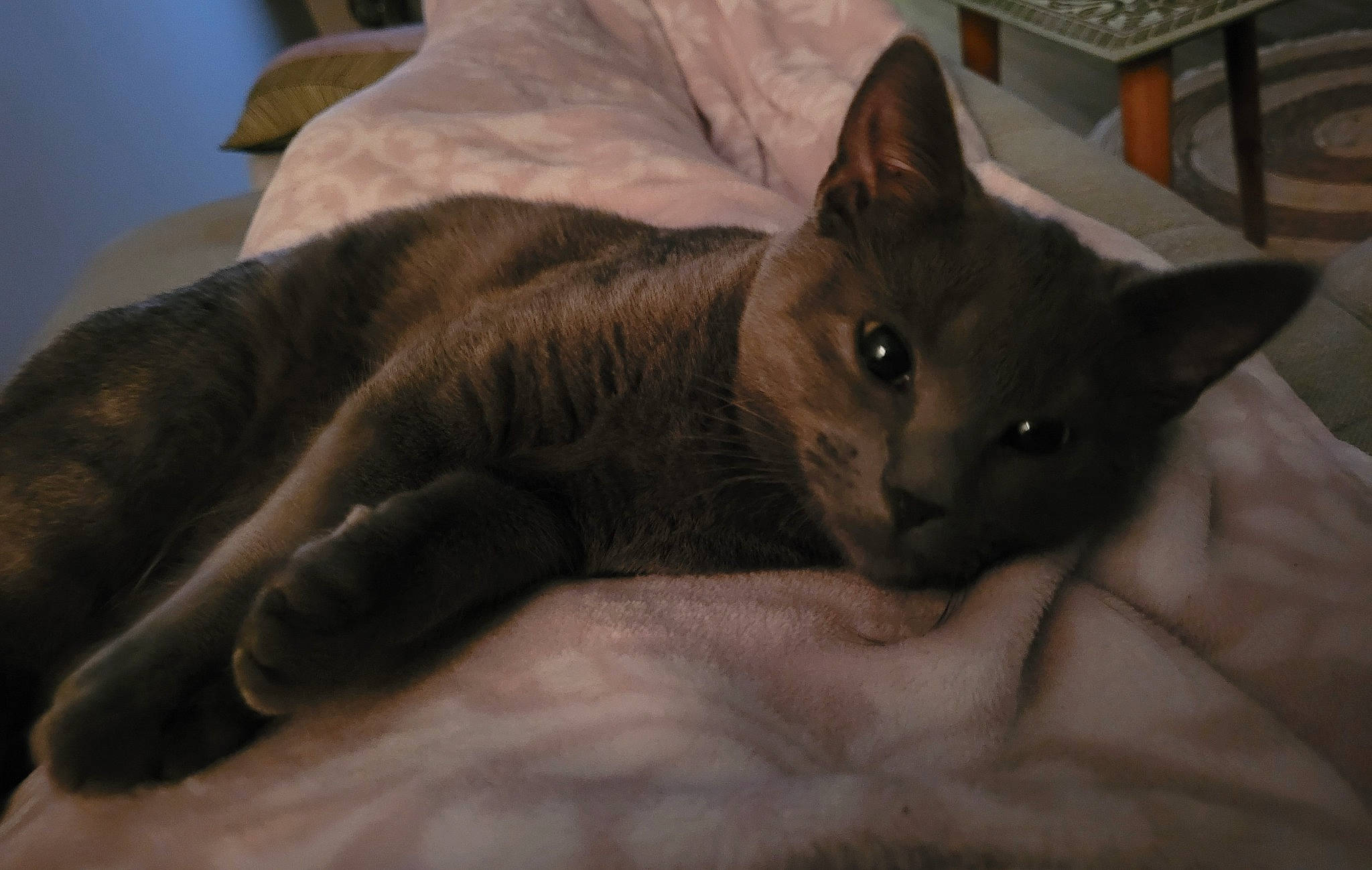 Margot a rejoint le concours — aidez-le/la à gagner de superbes lots ! carnivore, cat, comfort, domestic_short_haired_cat, ear, fawn, felidae, fur, small_to_medium_sized_cats, snout, terrestrial_animal, whiskers