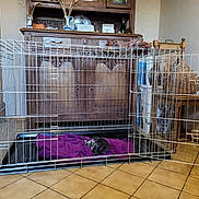 Mumu a rejoint le concours — aidez-le/la à gagner de superbes lots ! animal_shelter, cage, composite_material, dishwasher, dog_crate, dog_supply, engineering, flag, floor, flooring, gas, hardwood, kennel, machine, mesh, metal, pet_supply, service, steel, wood