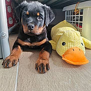 Bloom a rejoint le concours — aidez-le/la à gagner de superbes lots ! puppy, dog, rottweiler, black_and_tan, toy, plush_toy, duck, yellow, indoor, bunk_bed, bedroom, floor, wood_floor, sitting, portrait, close_up, cute, pet, animal, lighting