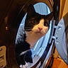 animal, appliance, black_and_white, cat, closeup, curious, door, dryer, feline, floor, home, household, indoor, looking, metal, paw, pet, tuxedo_cat, whiskers, wide_eyes