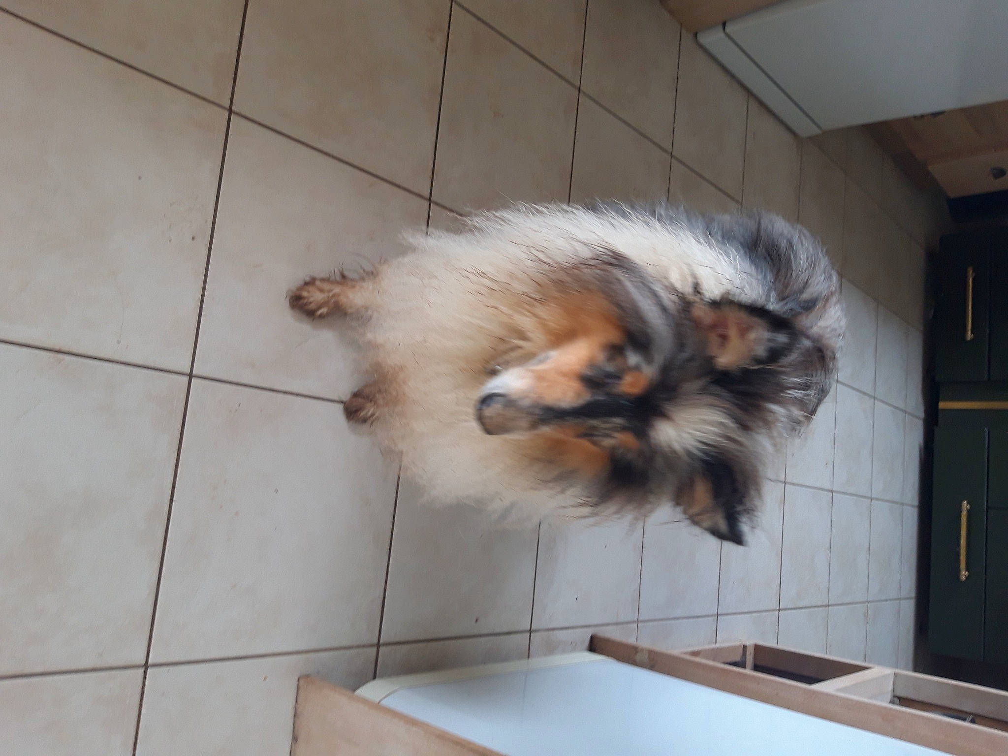 Satine a rejoint le concours — aidez-le/la à gagner de superbes lots ! canidae, carnivore, companion_dog, dog, dog_breed, door, fawn, flooring, fur, german_spitz, german_spitz_klein, hardwood, liver, snout, sporting_group, tail, tile_flooring, toy_dog, whiskers, wood